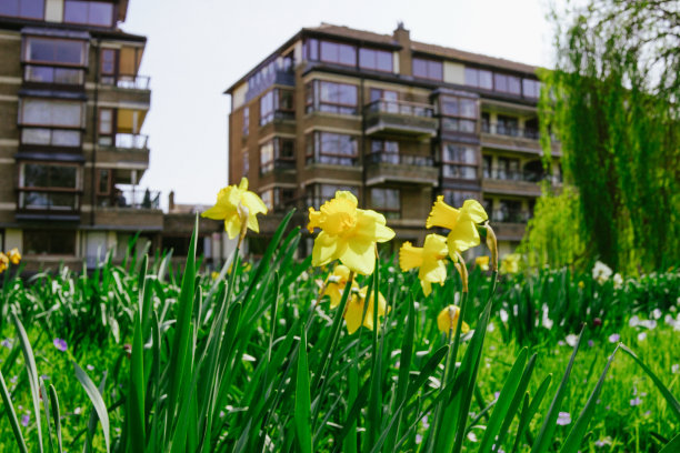 河边的一丛水仙花图片下载