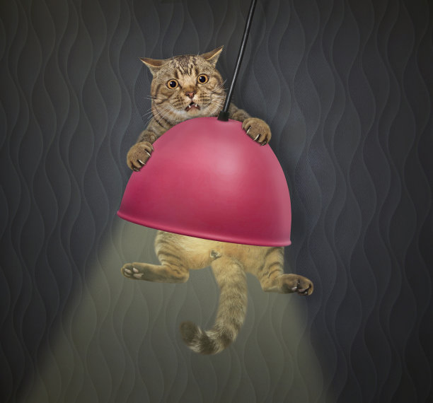 猫在吊灯上摇摆图片下载