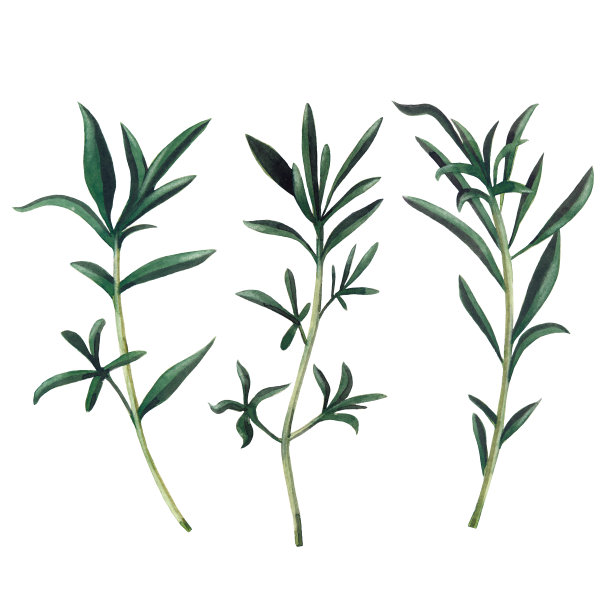 圣雷加的三个分枝孤立在白色背景上。水彩手绘插图。图片下载