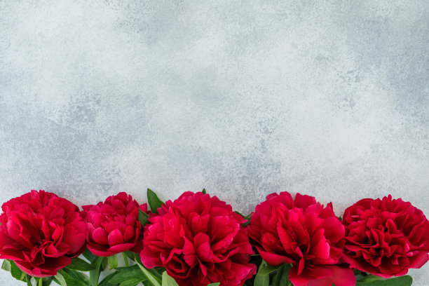 与红色牡丹花在灰色背景的花边框。平躺，俯视图图片下载