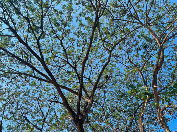 树枝。图片下载