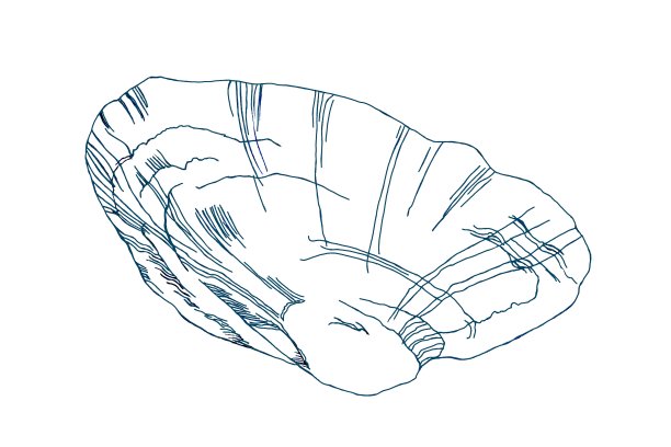 海贝图形孤立在白色背景插图为所有印刷。热带的模式。图片下载