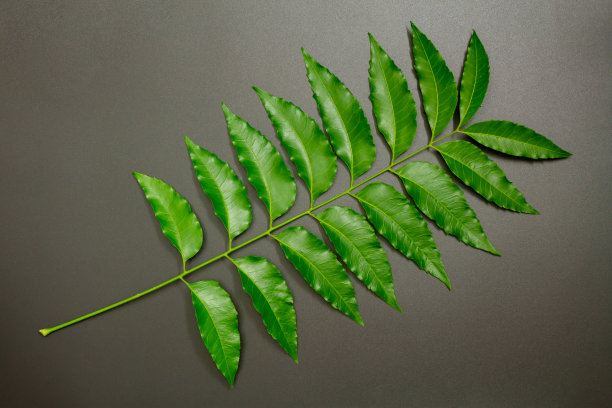 药用楝叶孤立在黑色背景上。图片下载