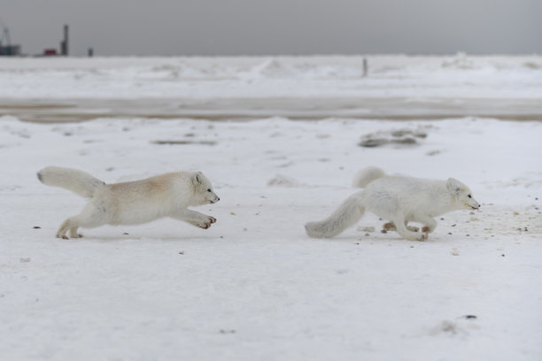 冬天，野生北极狐在苔原上搏斗。白狐好斗。图片下载