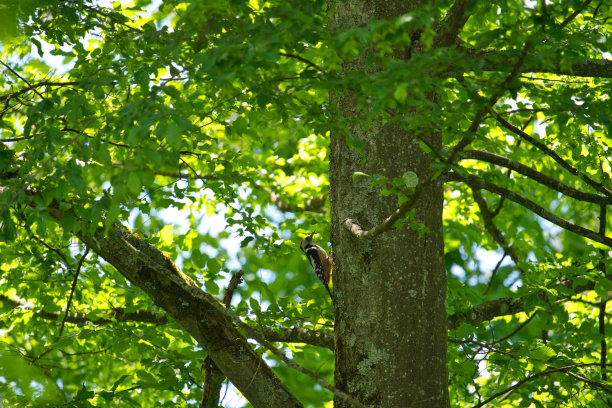 幼年大斑点啄木鸟。大斑啄木鸟，大斑啄木鸟，正在寻找食物图片下载