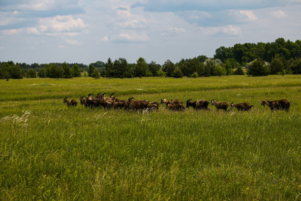一群山羊在森林的背景下向远处跑去。动物看到危险时的行为因素。图片下载