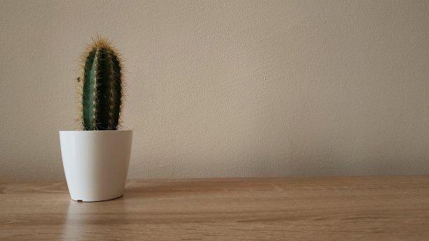 仙人掌图片下载