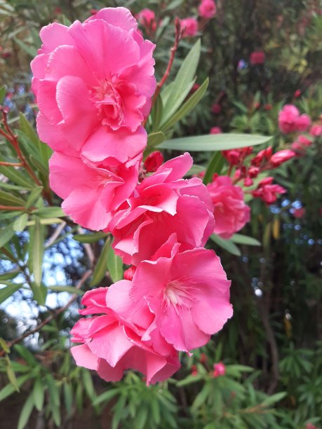 背景粉红花植物图片下载