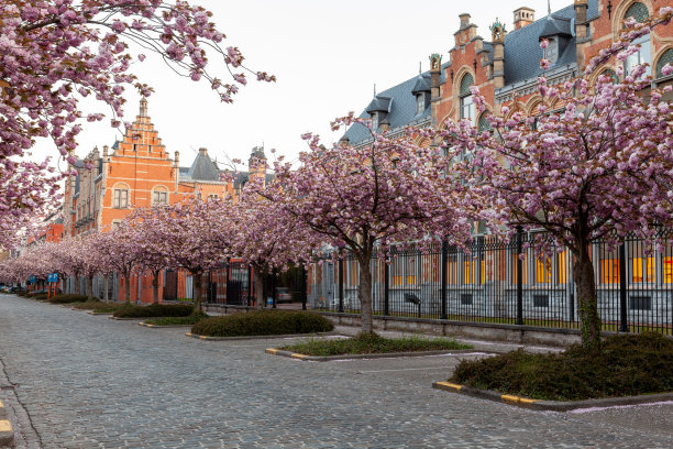 这条街上有成排的日本樱桃树图片下载