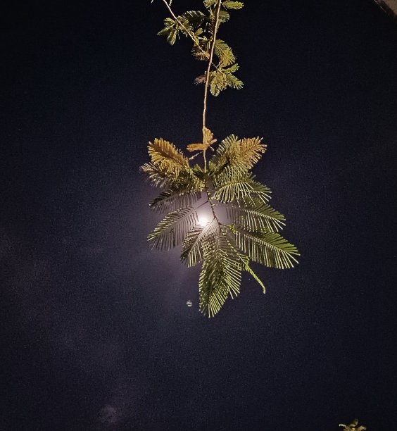 光在叶子图片下载