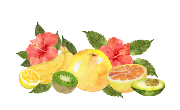 水彩水果与木槿花图片下载