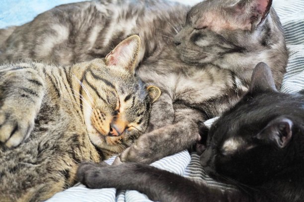 三只有着不同睡眠模式的猫图片下载