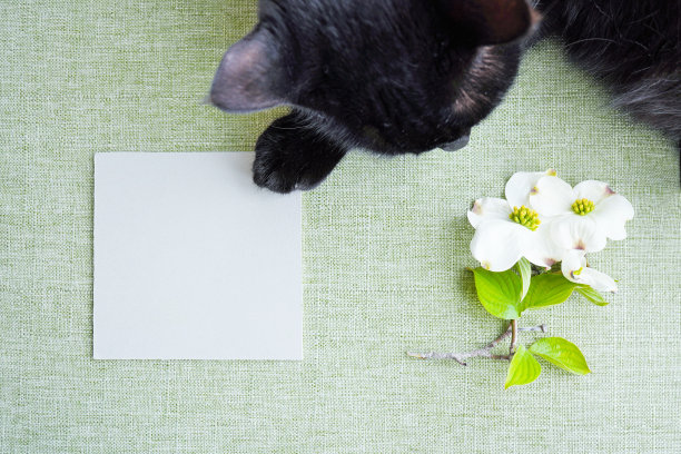 一个空白的矩形标题框架模型与一只黑猫睡在绿色的日本布和山茱萸花的前腿的背景图片下载