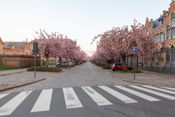 这条街上有成排的日本樱桃树图片下载