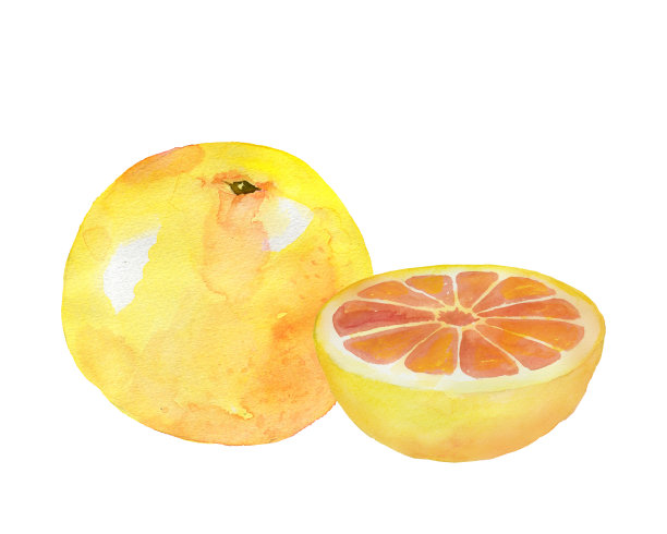 水彩葡萄柚图片下载