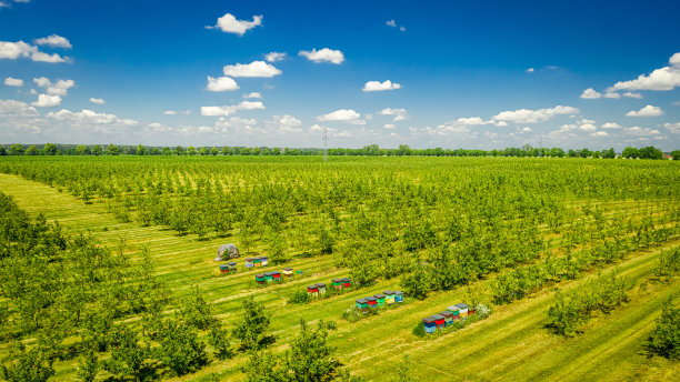 蜂箱和果树园。农业鸟瞰图。图片下载