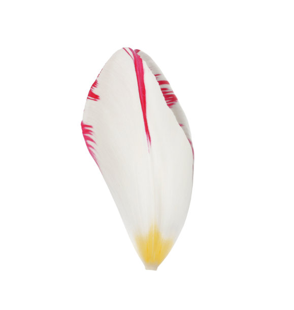 美丽的新鲜郁金香花瓣孤立在白色图片下载