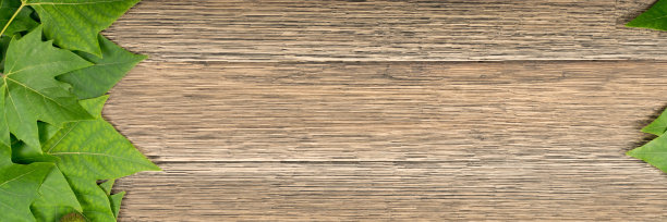 绿色葱郁的自然背景的树叶图片下载