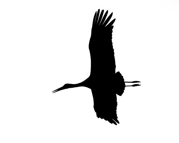 鹳的黑色剪影图片下载