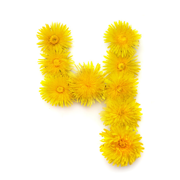 4朵黄色的蒲公英花图片下载