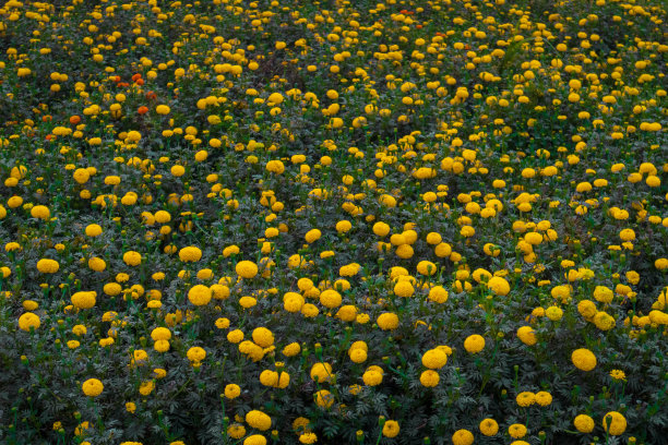 干的花图片下载