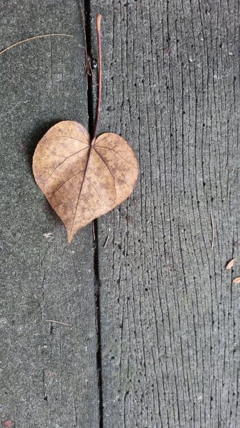 离开的爱图片下载