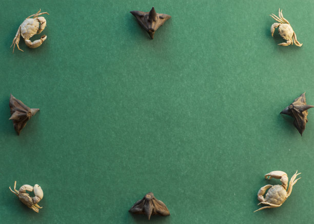 在一个绿色的背景与空间组成的螃蟹和海坚果种子的文本。前视图。图片下载