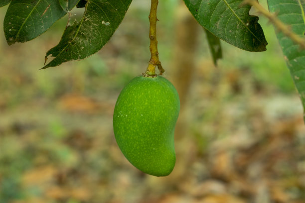 未知的绿色生芒果水果在家里的花园图片下载