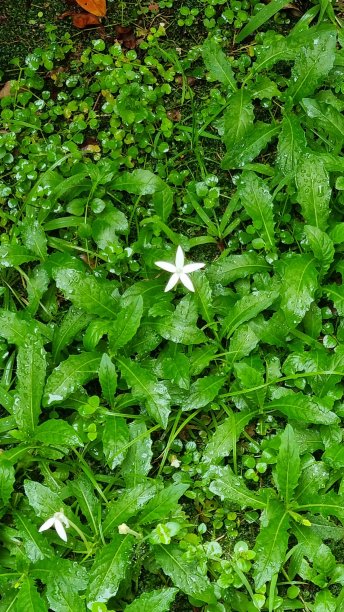 发光的花图片下载
