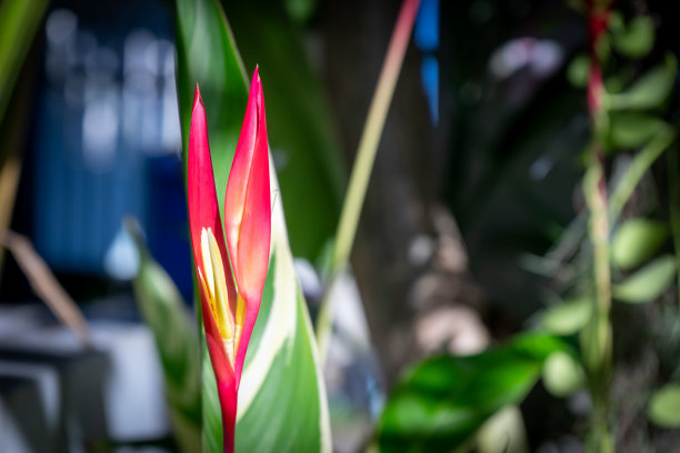 红色的热带花朵图片下载