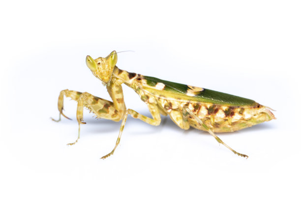 白底花螳螂图片。昆虫。的动物。图片下载