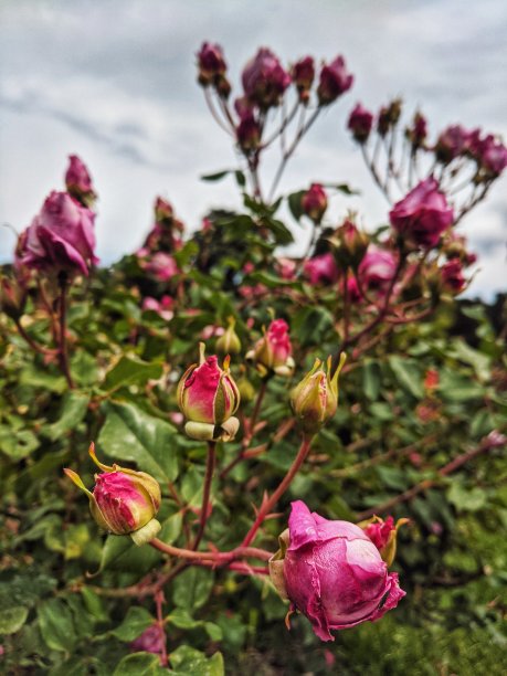 背景的盛开的五颜六色的花和玫瑰在花园里近距离。自然的背景和纹理。图片下载