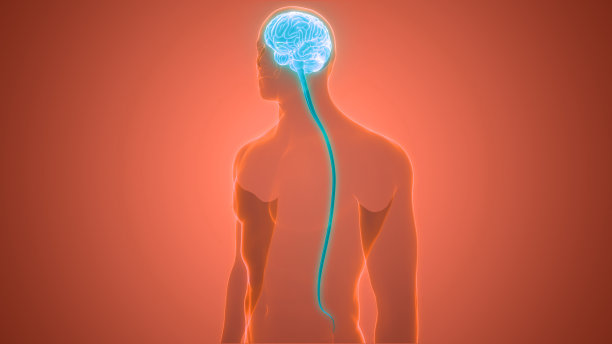 人脑神经系统的中枢器官图片下载