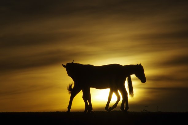 日落时分的马夫妇图片下载