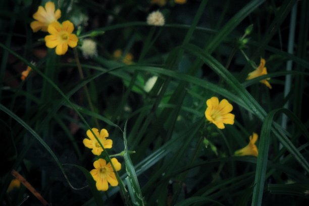 黄花植物野外特写图片下载