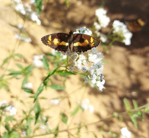 花上的黄黑蝴蝶图片下载