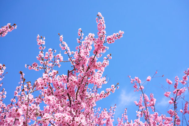 桃花的季节图片下载