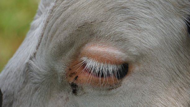 靶心有苍蝇图片下载