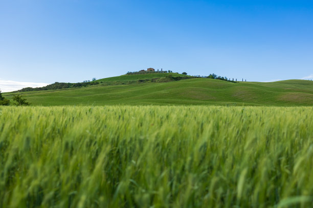 在托斯卡纳，瓦尔德奥尔西亚麦田的特写图片下载
