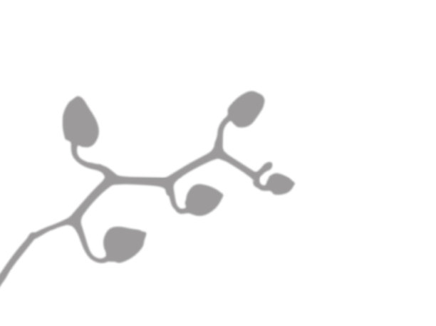 兰花芽侧影枝。模糊的影子。自然柔和的效果。现实的设计元素。图片下载