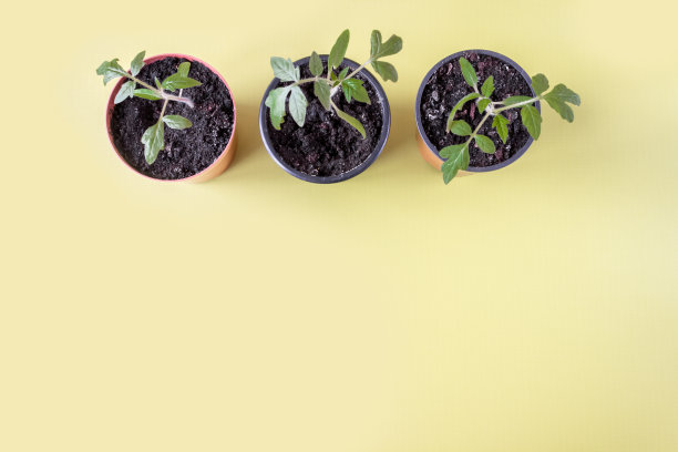 番茄幼苗在一个黄色的背景锅。Copyspace。Flatlay图片下载