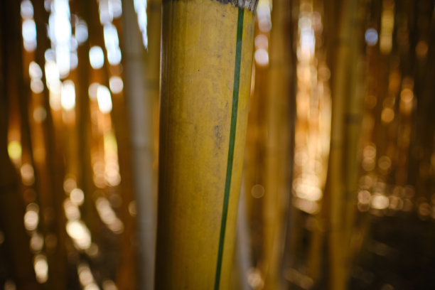 俄罗斯索契的竹林图片下载