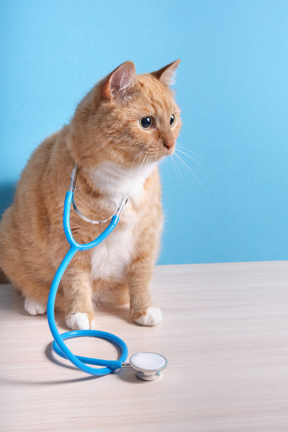 可爱的姜黄色猫与听诊器在蓝色背景图片下载
