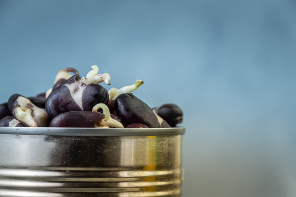 用于园艺的发芽种子。金属锡罐里的豆子图片下载