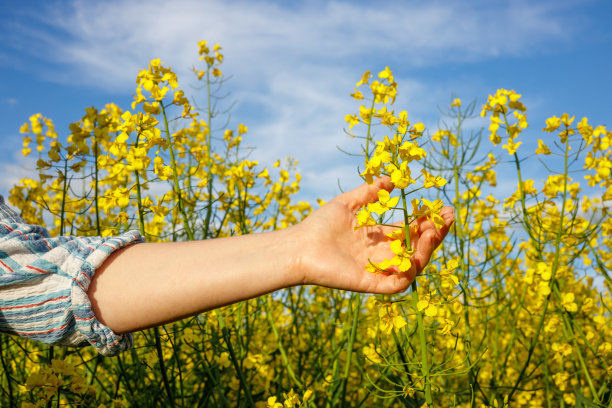 盛开的油菜花，一个女人的手看着庄稼，有机耕作，图片下载