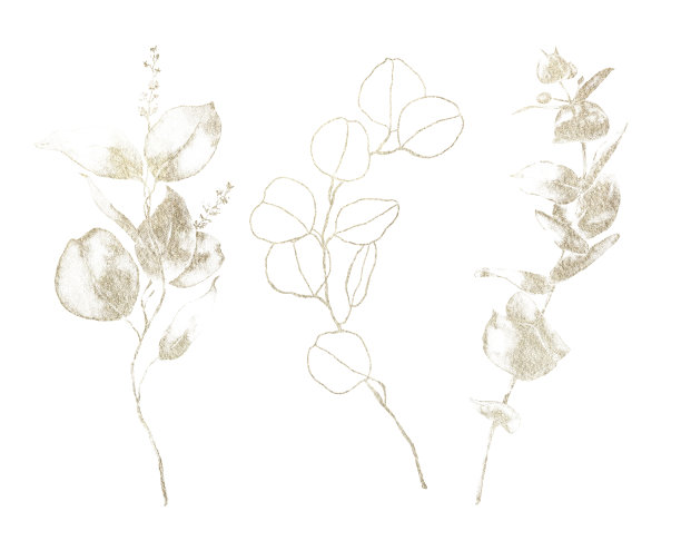 水彩花套金色桉树的叶子，种子和线状的树枝。手绘银元桉树孤立在白色的背景。插图设计，印刷，织物或背景。图片下载