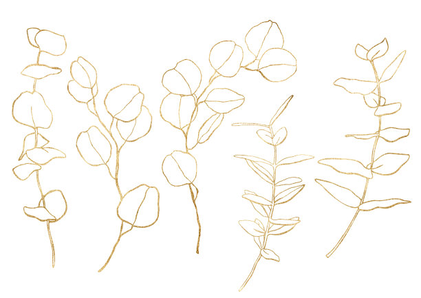 水彩花套金色桉树的树枝，线形的叶子和种子。手绘银元桉树孤立在白色的背景。插图设计，印刷，织物或背景。图片下载