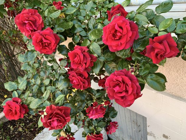 美丽的玫瑰花丛。图片下载