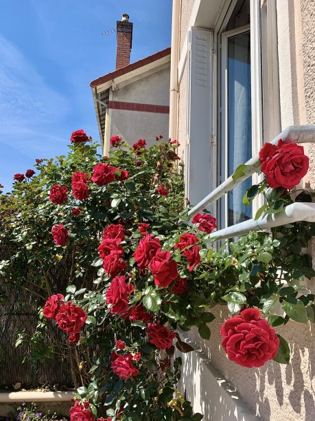 玫瑰花盛开。图片下载