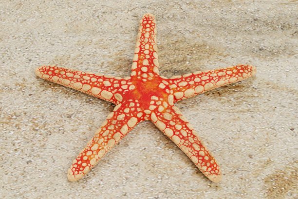 项链海星逼真的3D渲染图片下载